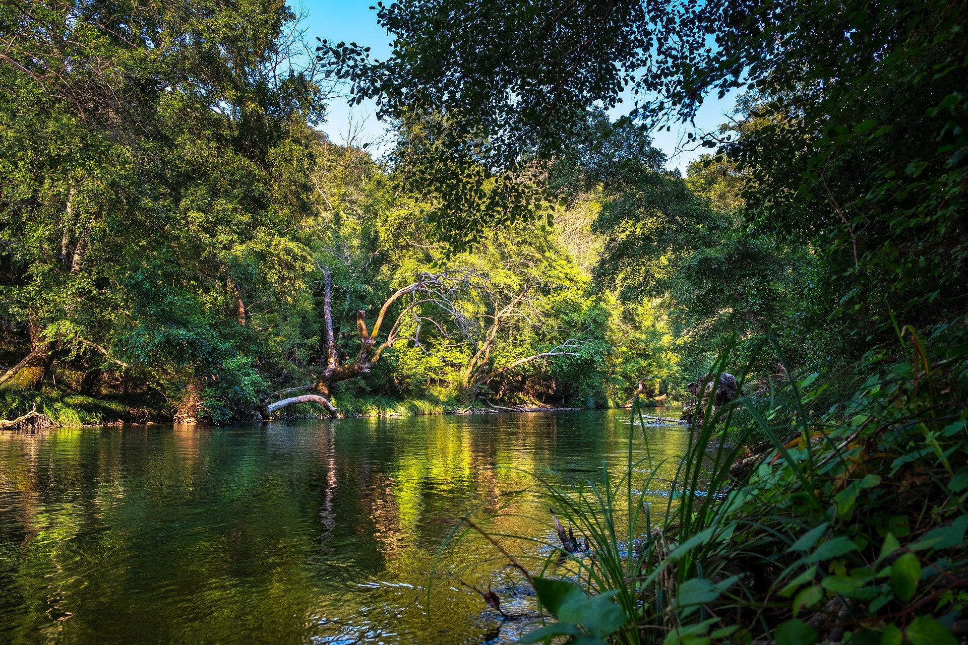 foresta plu(1).jpg